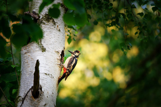 Great spotted woodpecker on birch tree next to hole