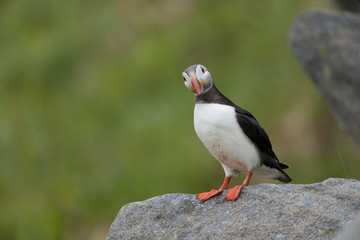 Papageitaucher, Atlantic puffin, Fratercula arctica