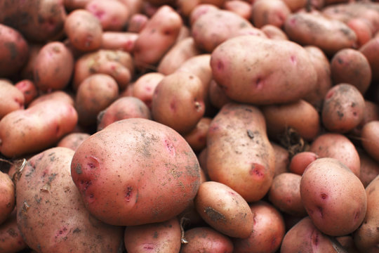 Pile of organic freshly harvested potatoes