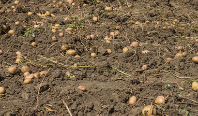 potatoes scattered over the field