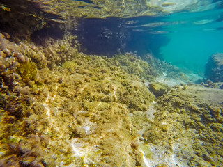 yellow seaweeds and blue water in Sardinia