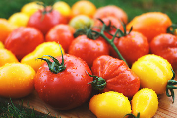 Colorful organic tomatoes from a farm