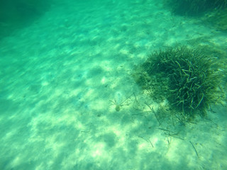 Naklejka na ściany i meble green seaweeds in Sardinia