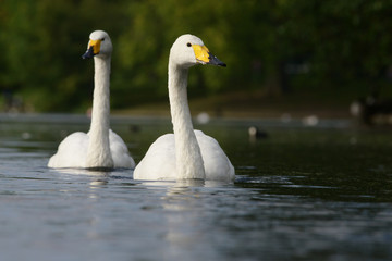 Obraz premium Whooper Swan, Cygnus cygnus