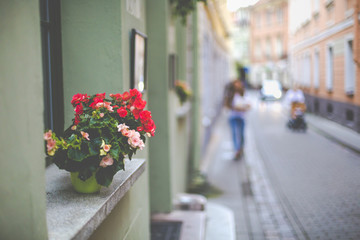  Flowers in Vilnius city in old town Lithuania.