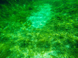 Fototapeta na wymiar seaweeds in a Sardinian sea floor
