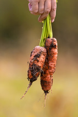 hand with fresh carrots
