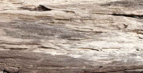 Altes Treibholz / Holz aus Eiszeitsee, Schleswig-Holstein, Nahaufnahme, Hintergrund, Textur