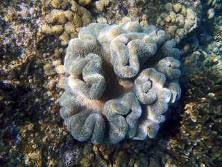 Soft coral underwater