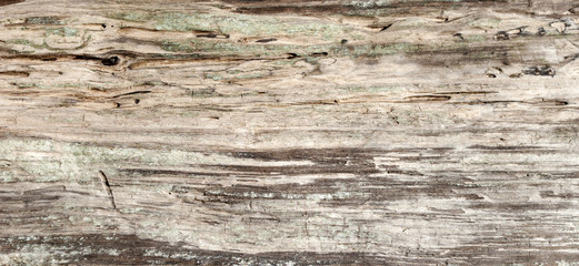 Altes Treibholz / Holz aus Eiszeitsee, Schleswig-Holstein, Nahaufnahme, Hintergrund, Textur 