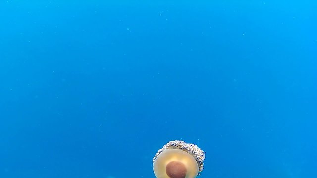 Fried egg jellyfish - Cotylorhiza tuberculata 