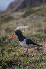 Birdlife