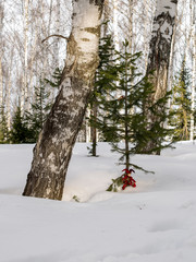 Bumpkin under the fir-tree in the forest.