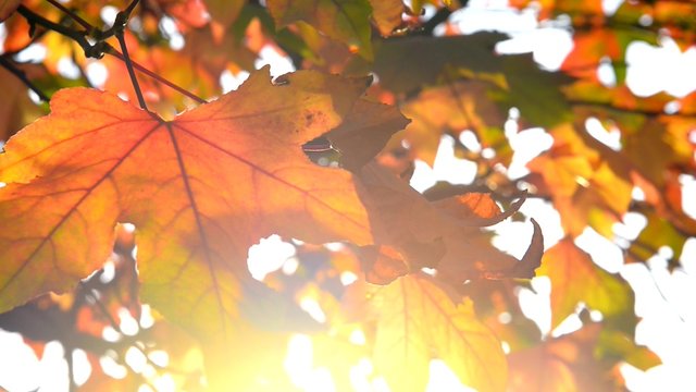 Autumnal leaves as background
