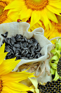 Sunflowers and sunflower seeds in bag