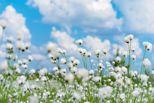 Summer bright landscape with blooming cotton grass
