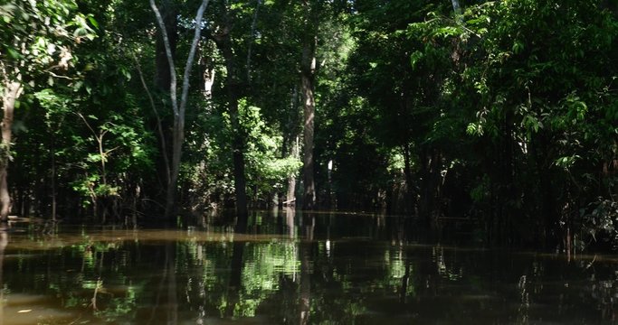 Travel in the Amazon River, Brazil, South America