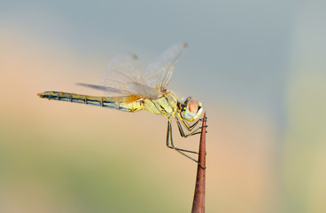Dragonfly