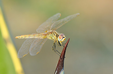 Dragonfly