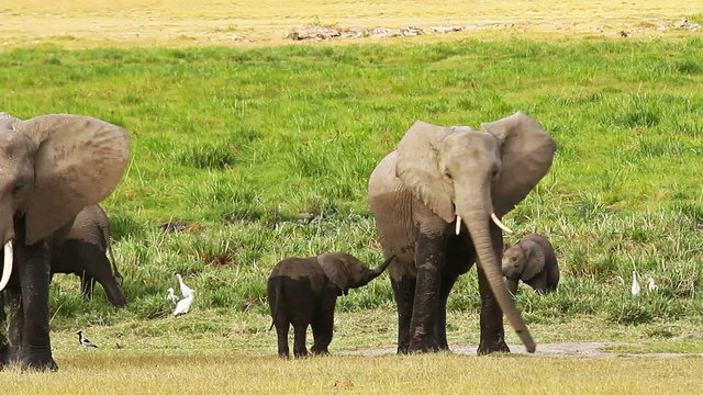 Elephant nursing her baby in Amboseli Park, Kenya
