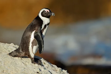 Papier Peint photo Pingouin Manchot du Cap (Spheniscus demersus) sur rocher côtier, Western Cape, Afrique du Sud .