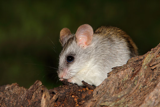An Acacia tree rat (Thallomys paedulcus) sitting in a tree, South Africa.