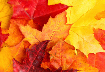 Autumn Fall leaves background