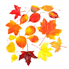 Set collection colorful autumn fall leaves