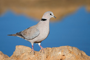 Cape turtle dove (Streptopelia capicola) perched on a rock, Kalahari, South Africa.