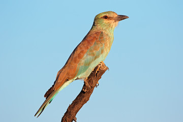 European roller (Coracias garrulus) perched on a branch against a blue sky, South Africa.