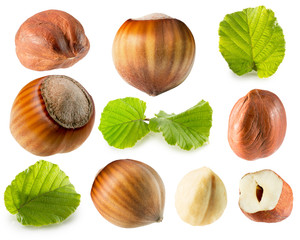 collection of hazelnuts isolated on the white background