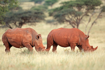 Une paire de rhinocéros blancs (Ceratotherium simum) dans leur habitat naturel, Afrique du Sud.