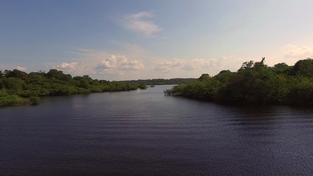 Fly in Amazon River, Brazil