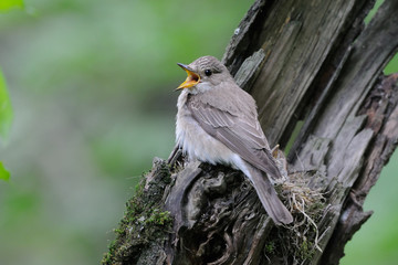 Spotted Flycatcher at the nest with chicks