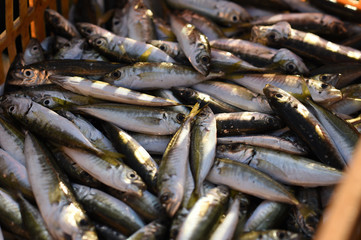 Fresh and raw anchovy, sprats and saurel just caught from the sea and sold in the local market
