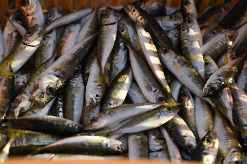 Fototapeta premium Fresh and raw anchovy, sprats and saurel just caught from the sea and sold in the local market 