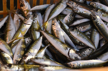 Fresh and raw anchovy, sprats and saurel just caught from the sea and sold in the local market
