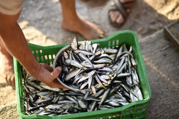 Fresh and raw anchovy, sprats and saurel just caught from the sea and sold in the local market
