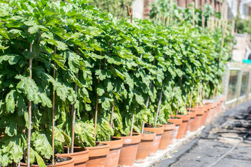 Fototapeta na wymiar Growing chrysants for the chrisanthemum show: different varieties of flowers in the rows, early stage