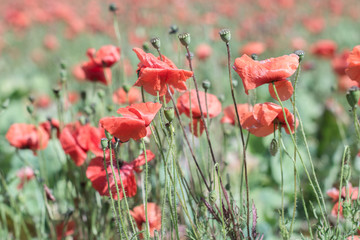 Poppy field background, selective focus
