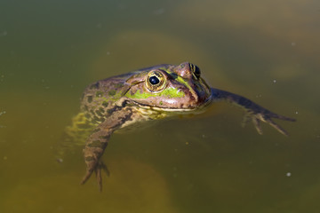 Marsh frog