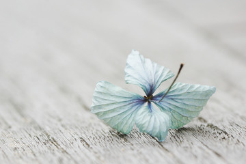 Hortensienblüte auf Gartentisch