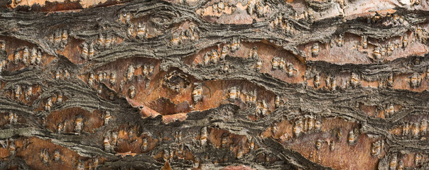 pine cork texture