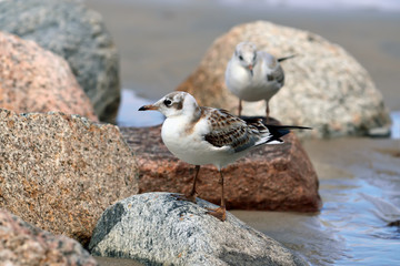 Two gulls sitting on the rocks