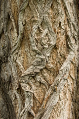 Background tree trunk