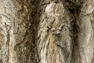 Tree trunk