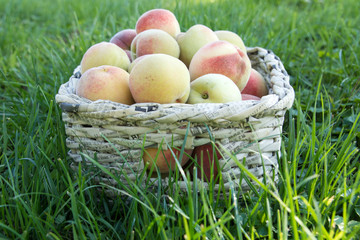 Basket with beautiful fresh peaches