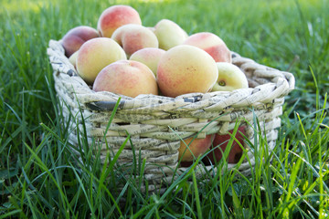 Basket with beautiful fresh peaches