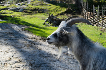 Goat at norwegian farm
