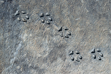 Footprints from animal in stone